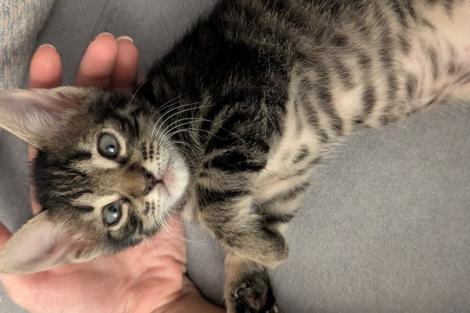 Protectora Simba - Ori