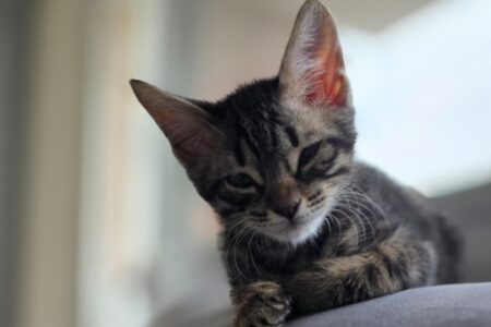 Protectora Simba - Ori