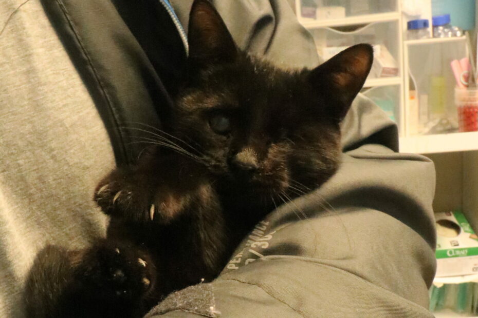 Protectora Simba - Maya