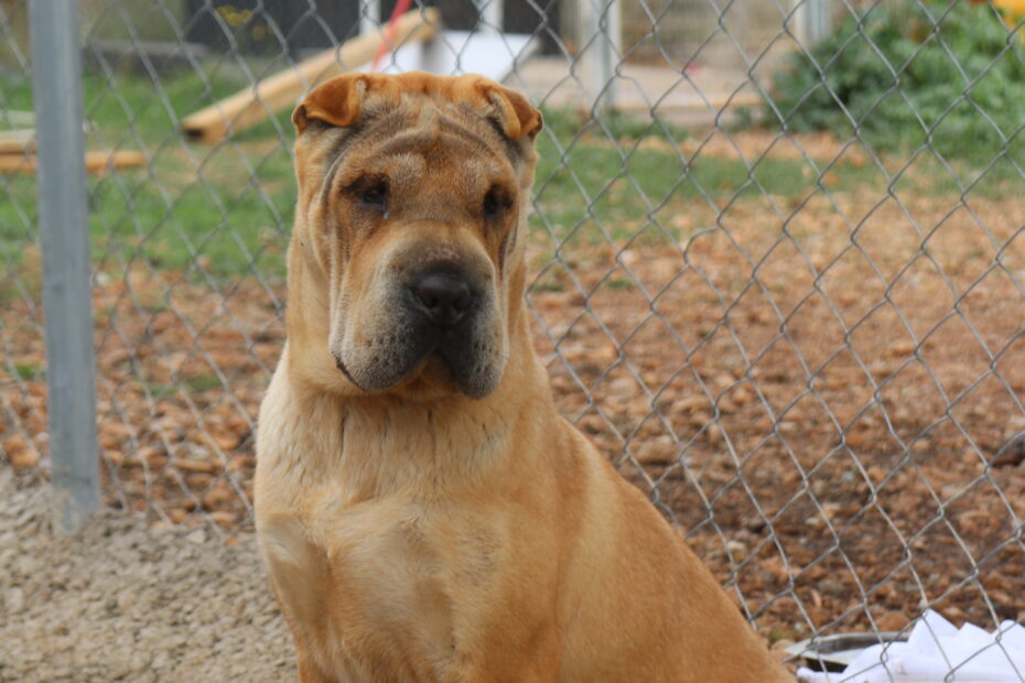 Protectora Simba - Zelda