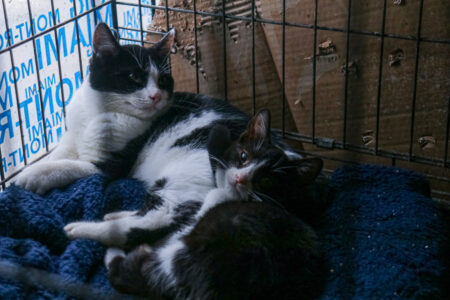 Protectora Simba - Dominó