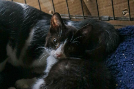 Protectora Simba - Dominó