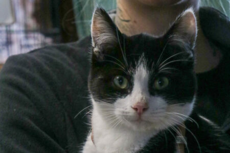 Protectora Simba - Shifu