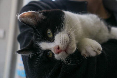 Protectora Simba - Shifu