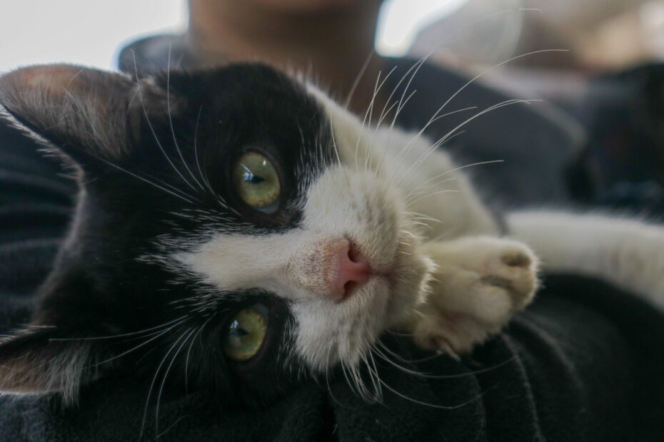 Protectora Simba - Shifu