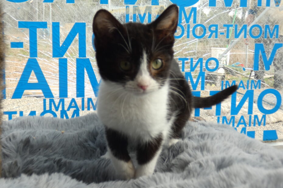 Protectora Simba - Dominó