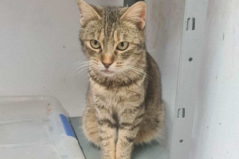 Protectora Simba - Cardi