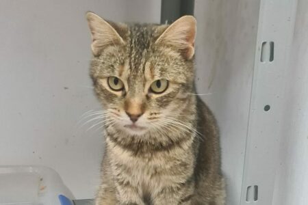 Protectora Simba - Cardi