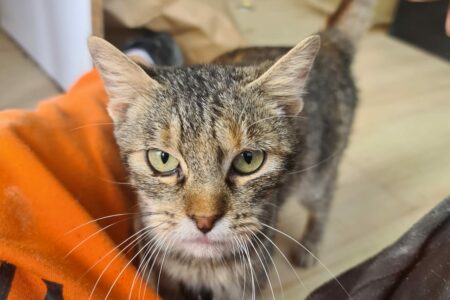 Protectora Simba - Cardi