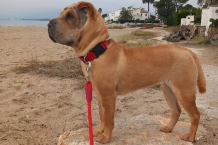 Protectora Simba - Zelda