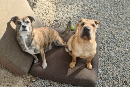 Protectora Simba - Zelda