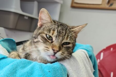 Protectora Simba - Cardi