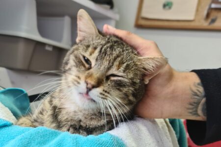 Protectora Simba - Cardi