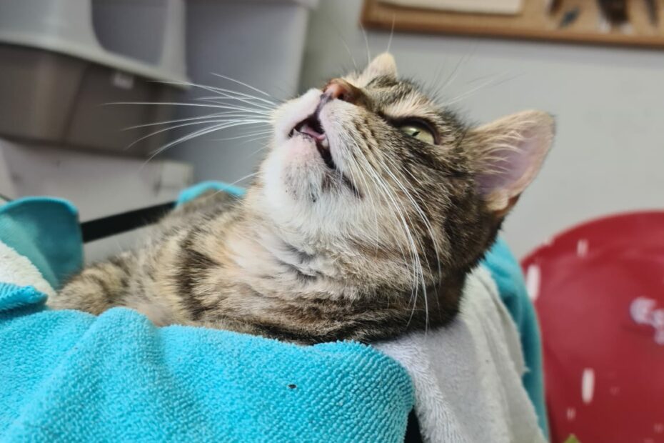 Protectora Simba - Cardi