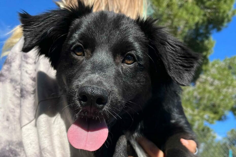 Protectora Simba - Ónix