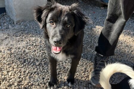 Protectora Simba - Ónix