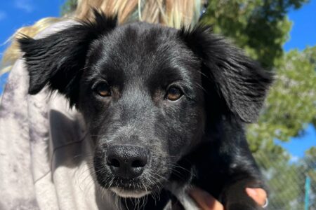 Protectora Simba - Ónix