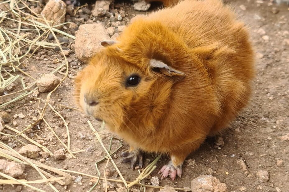 Protectora Simba - Umpa