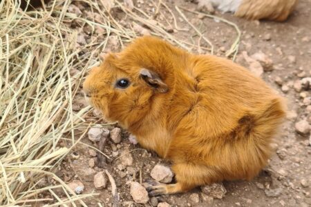 Protectora Simba - Umpa