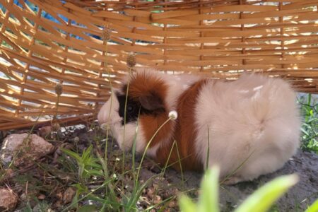 Protectora Simba - Lumpa