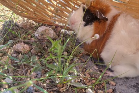 Protectora Simba - Lumpa