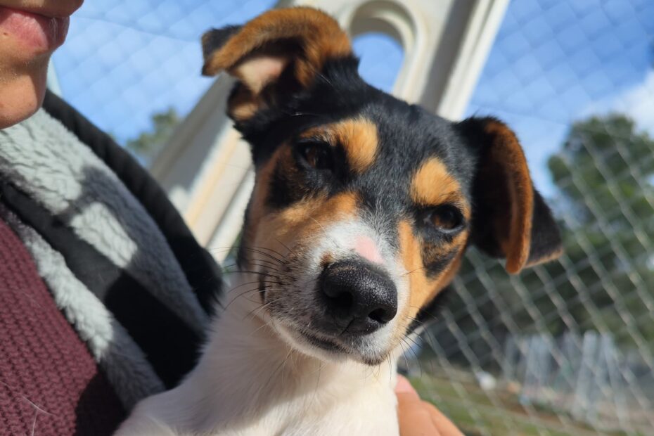 Protectora Simba - Croqueta