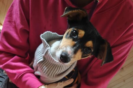 Protectora Simba - Croqueta