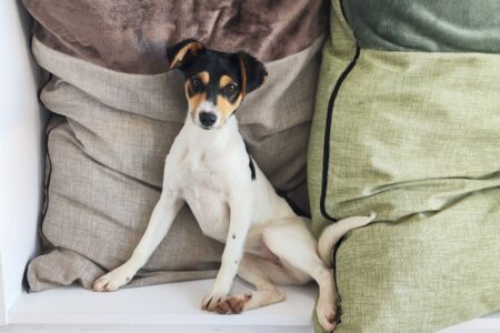 Protectora Simba - Croqueta