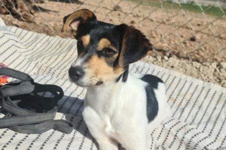 Protectora Simba - Croqueta