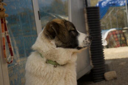 Protectora Simba - Marea