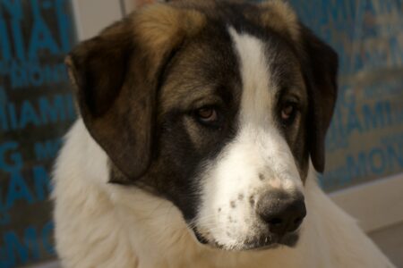 Protectora Simba - Marea