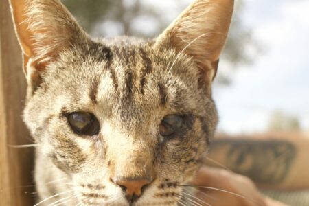 Protectora Simba - Trisho