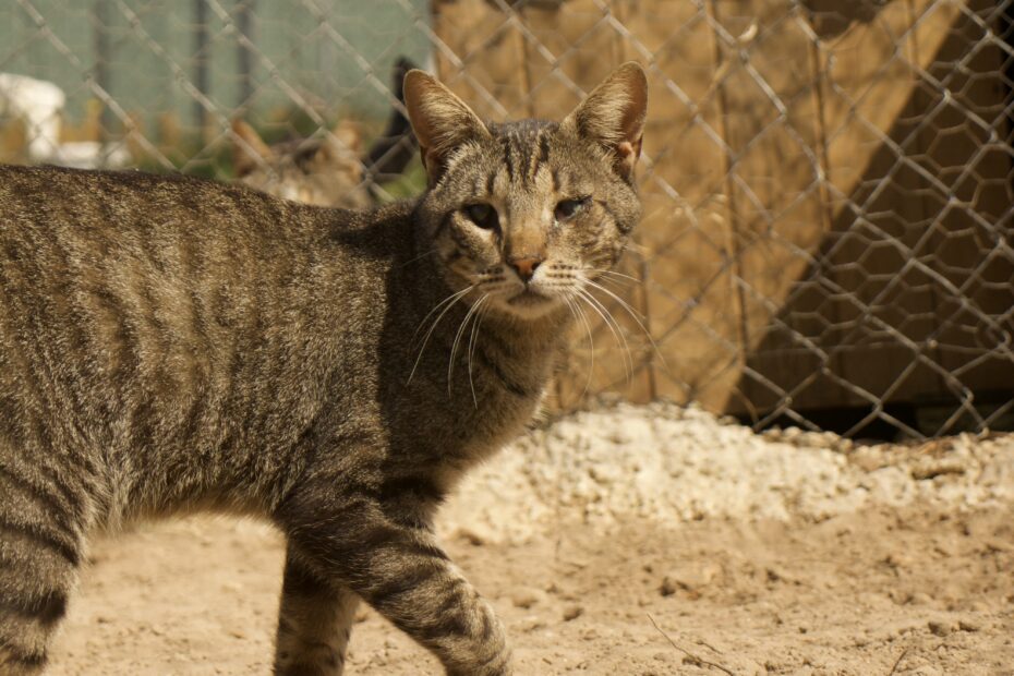 Protectora Simba - Trisho