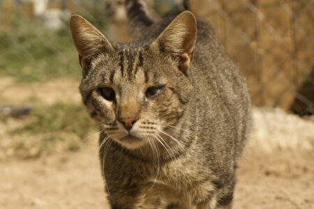 Protectora Simba - Trisho