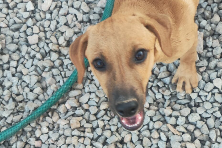 Protectora Simba - Avellana