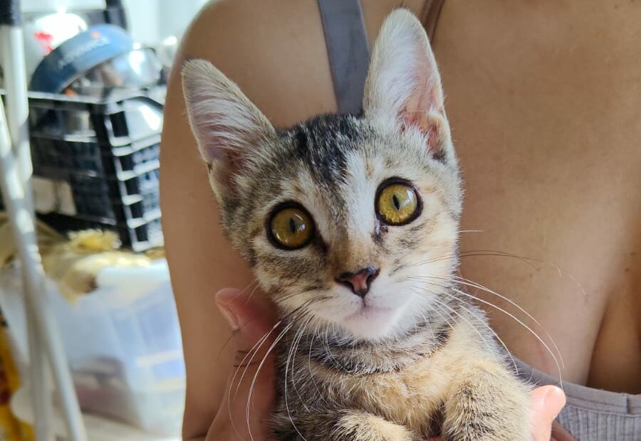 Protectora Simba - Hermione