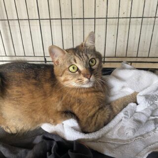 Hera