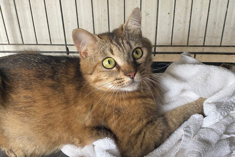 Protectora Simba - Hera