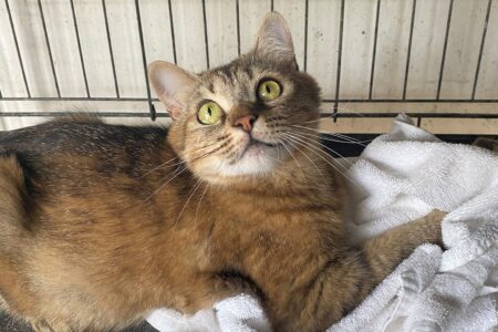 Protectora Simba - Hera